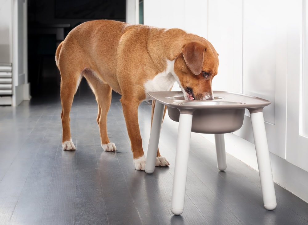 Dog eating from elevated dog bowl feeder