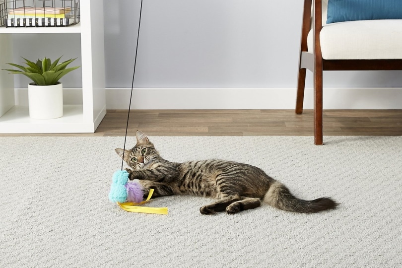 Frisco Bird Teaser cat toy_Chewy