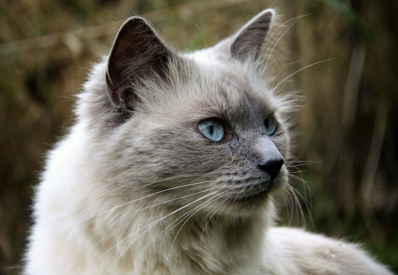Himalayan cat eyes