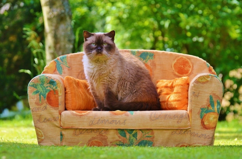 Himalayan cat sitting