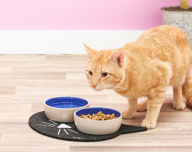 10 Best Cat Feeding Mats (For Food & Water) in 2023 – Reviews & Top Picks