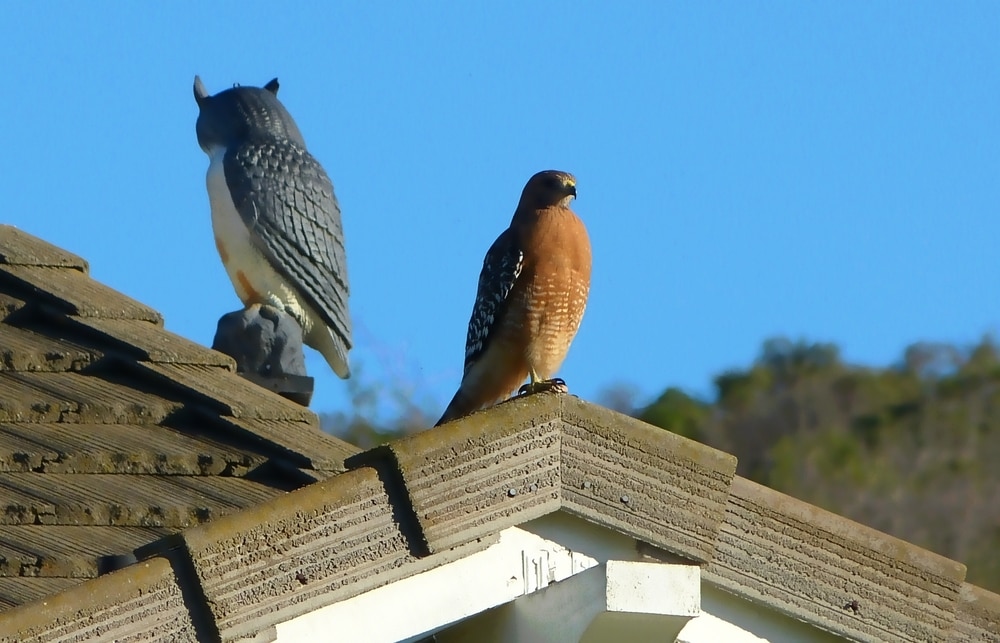 Red Shouldered Hawk with Owl Scarecrow