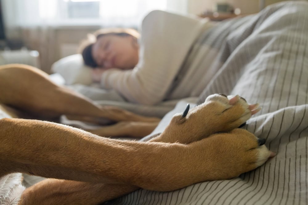 Sleeping in bed with a pet dog