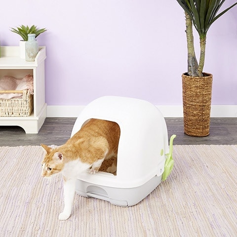 top entry sifting litter box