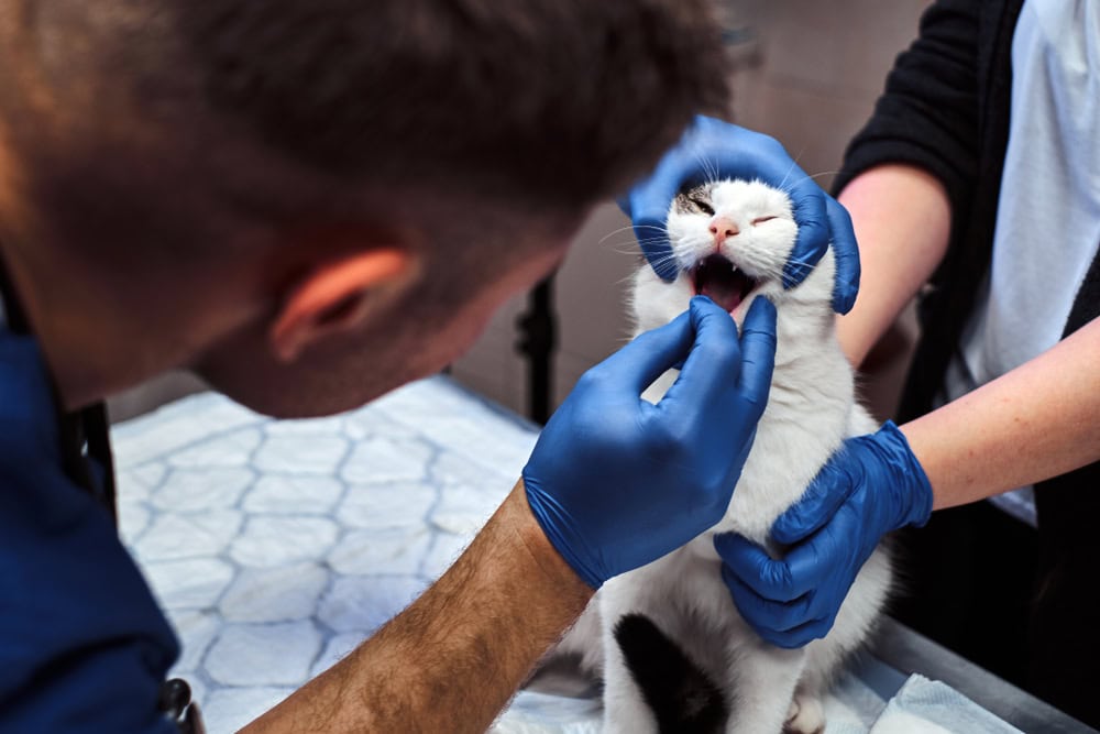 vet giving cat a pill or examining teeth