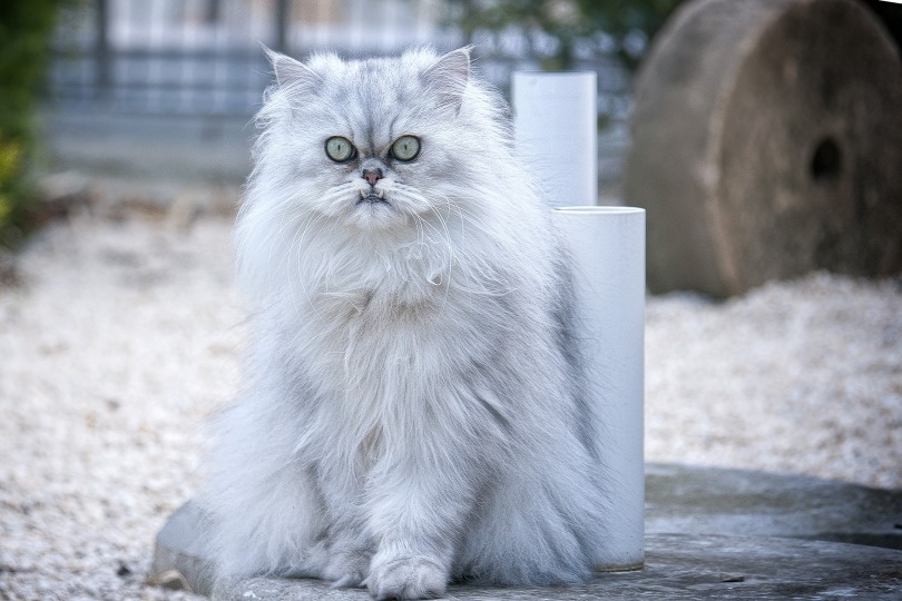 White persian cat sitting