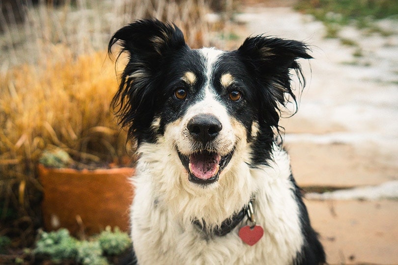 a close up of Border Collie with collar