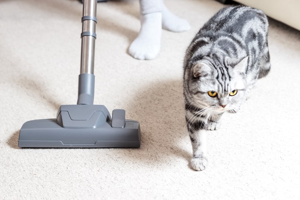 adorable cat walks beside vacuum_Mr Mrs Marcha, Shutterstock