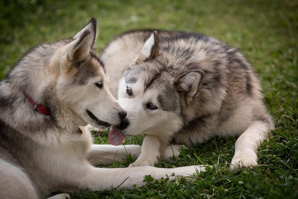 alaskan malamute dogs licking each other