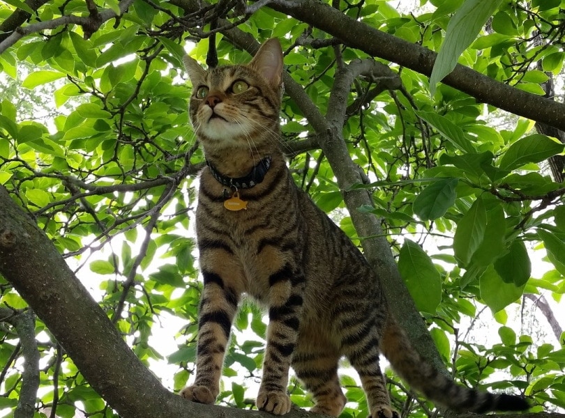american shorthair cat in tree_Erik Gettig_Pixabay
