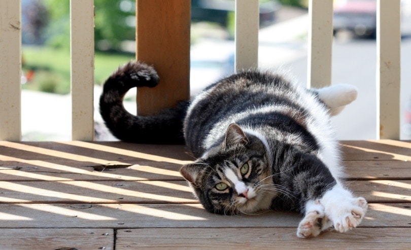 american shorthair cat lying_Kari Dickinson_Pixabay