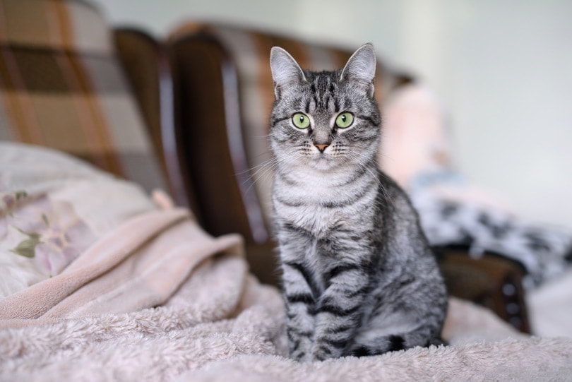 american shorthair cat_Lalandrew_Shutterstock