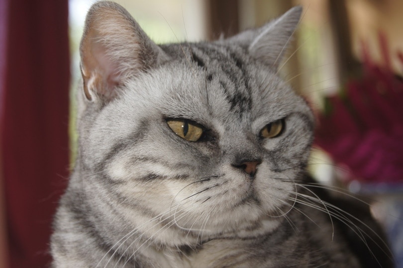 american-shorthair cat_Philippe Dubois_Pixabay