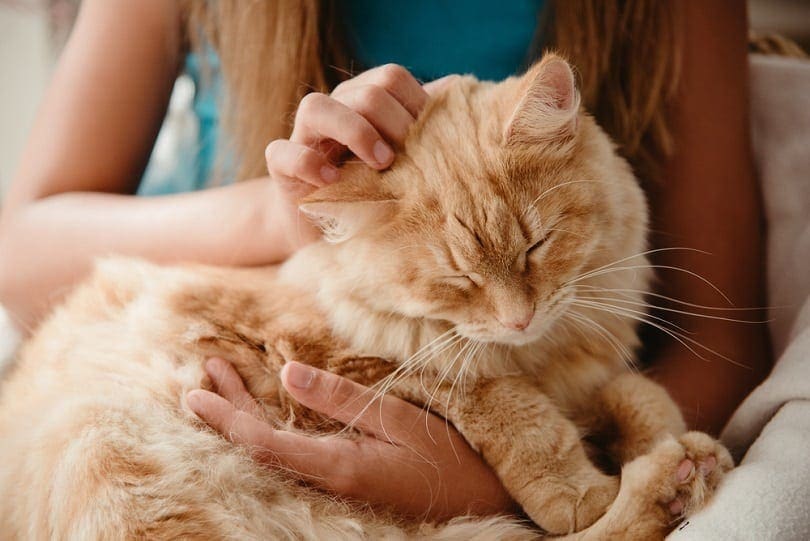 big-ginger-furry-cat-sleeping-on-lap