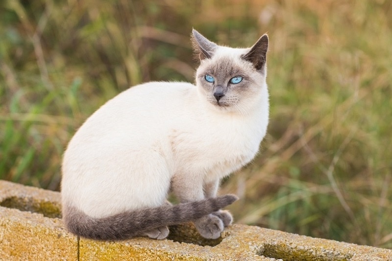 The History and Characteristics of Blue Point Siamese Cats - wide 6