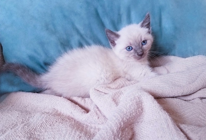 Blue Point Siamese Cat: Info, Pictures, Characteristics & Facts | Hepper