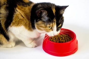 calico cat eating