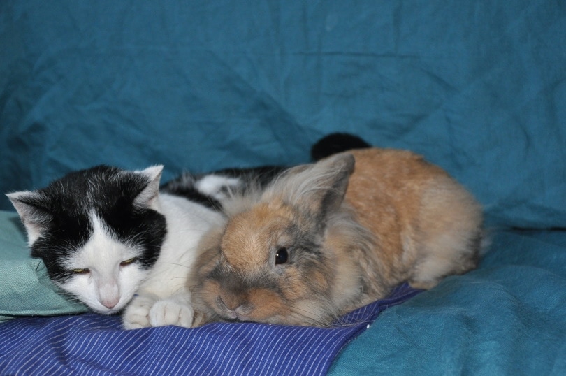 cat and rabbit_Piqsels
