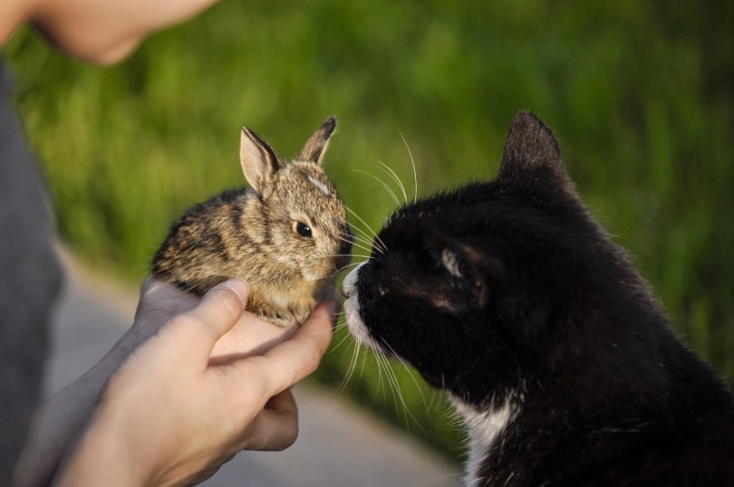 cat and rabbit_stefanoceruti63_Pixabay