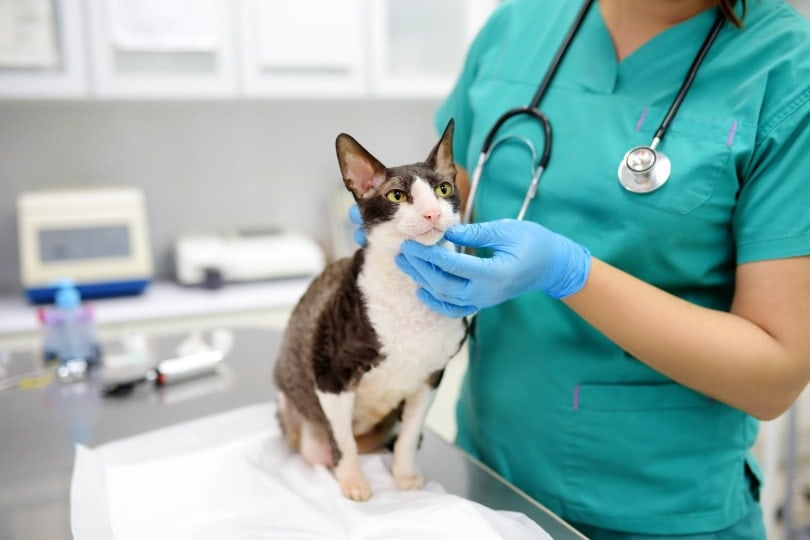 mèo và bác sĩ thú y