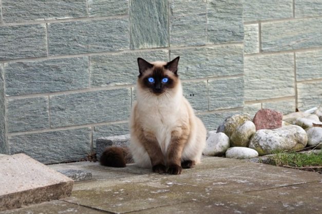 How Much Does A Cat Cost 2023 Price Guide Hepper