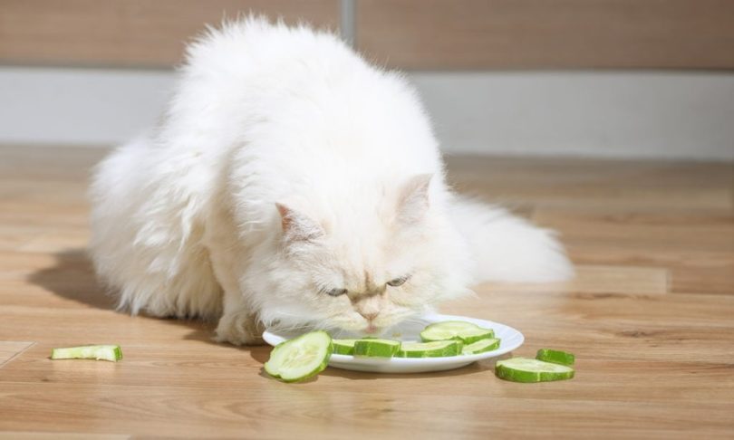 Cat not eating food