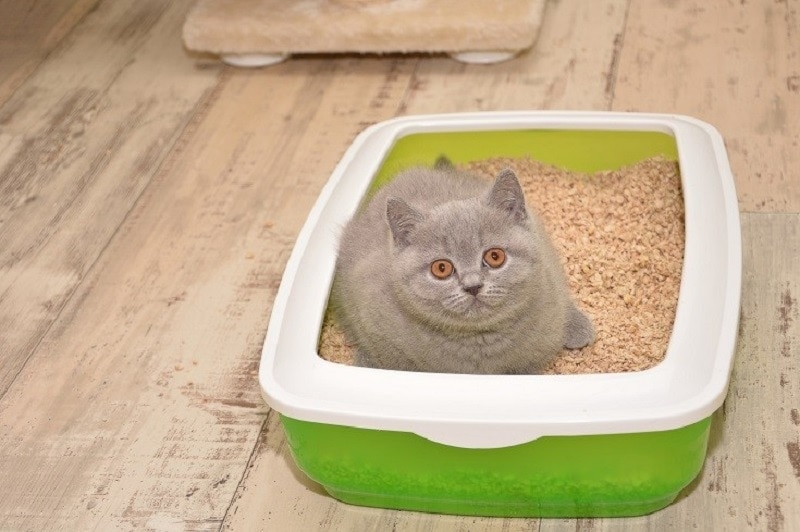 cat in a litter box_Shutterstock_Lilia Solonari