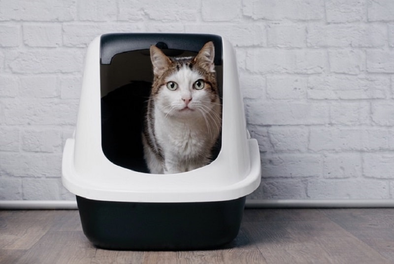 cat in a litter box_Lightspruch, Shutterstock