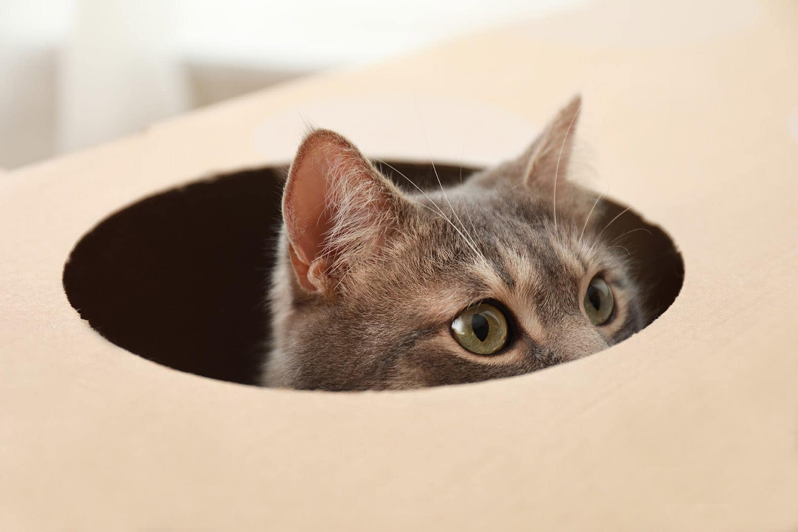 cat in cardboard box