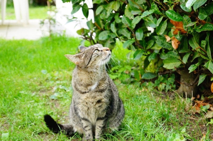 Smells deals cats love