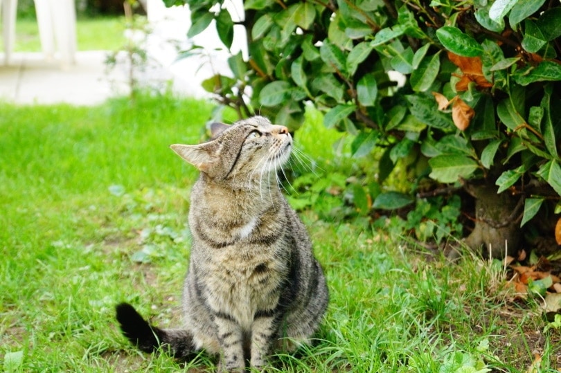 cat in garden