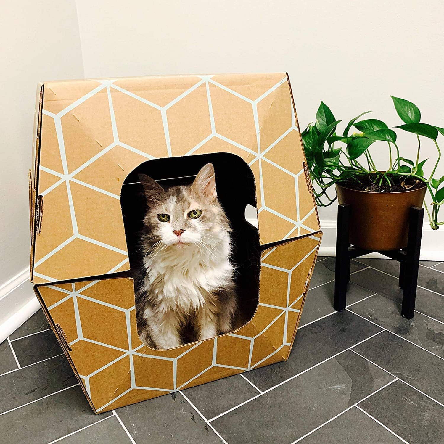 biodegradable litter box