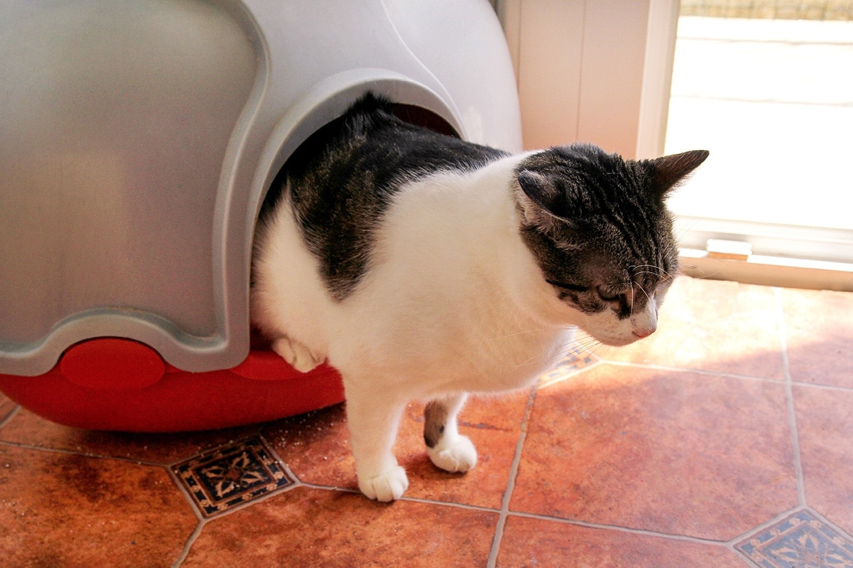 Katze in einer Katzentoilette mit Kapuze