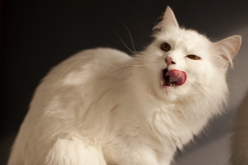 cat-licking-pixabay