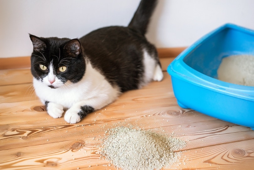 7 Quick & Easy Tips to Stop Cat Litter Tracking Today! | Hepper