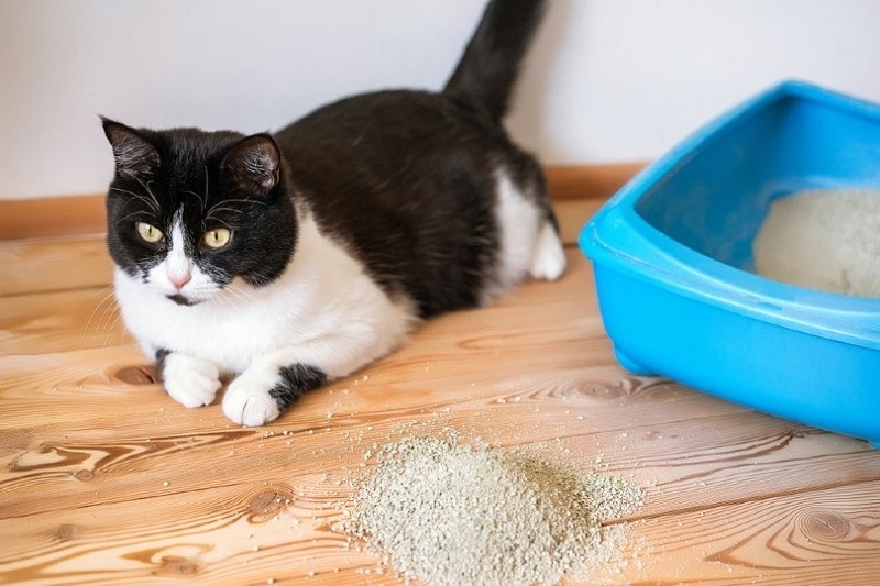 cat lying beside litter box_Shutterstock_Tanya Plotnikova