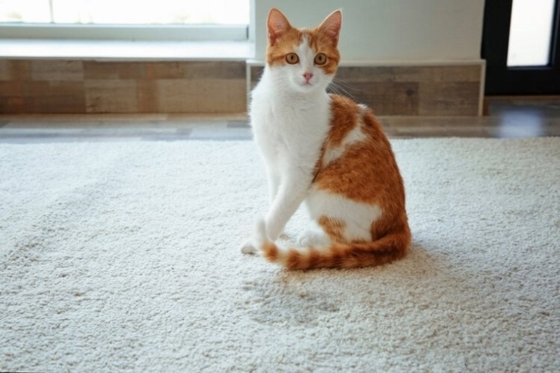 cat peeing on carpet
