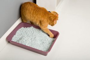 cat playing with HARTZ Multi-Cat Clumping Paper Litter