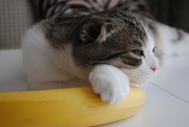 cat resting laying on banana