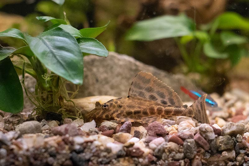 clown pleco hiding