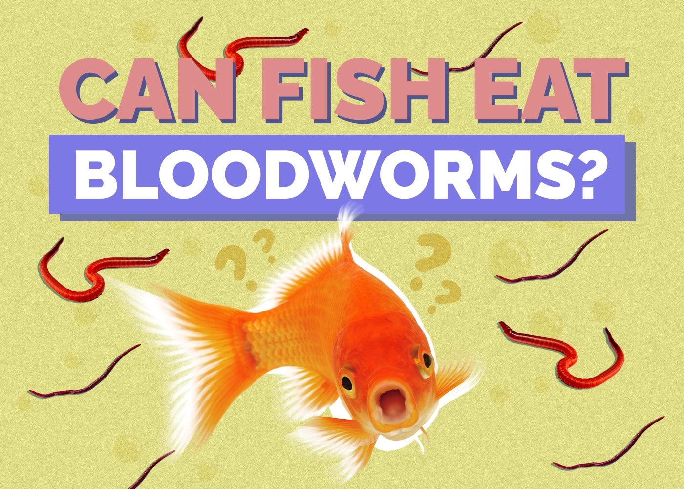 goldfish-bloodworms
