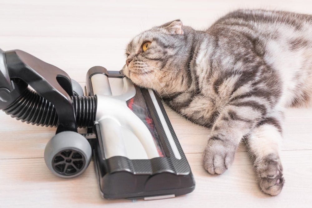 gray scottish fold cat with vacuum cleaner on floor gray scottish fold cat with vacuum cleaner on floor