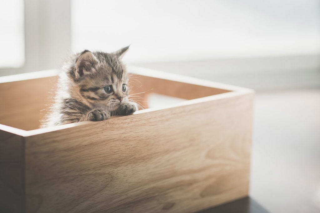 6 Homemade Cat Birthing Boxes You Can Make Today (With Pictures) Hepper