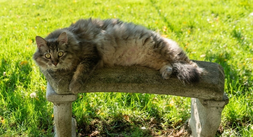 maine coon cat lying_Michelle Raponi_Pixabay