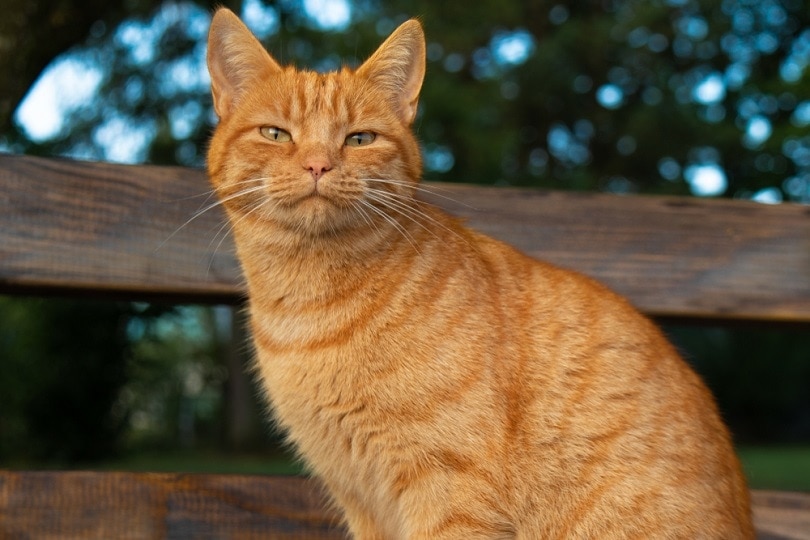 tabby cat personality orange