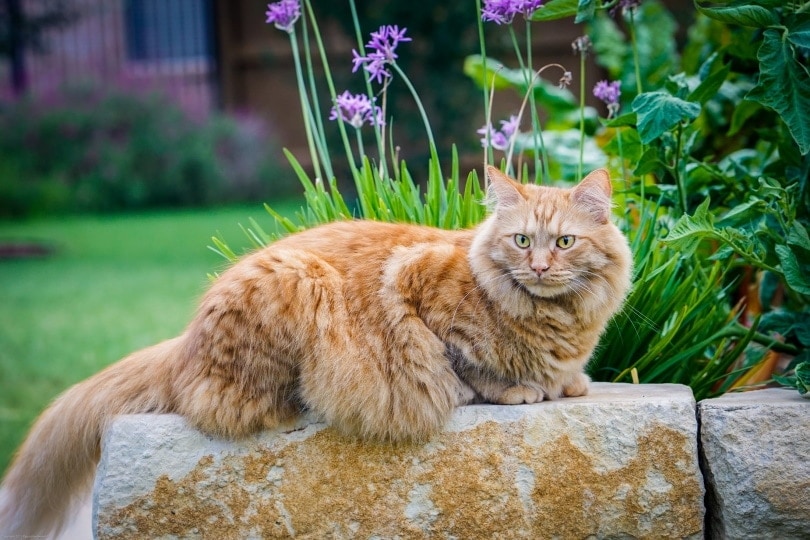 orange maine coon in garden_Piqsels