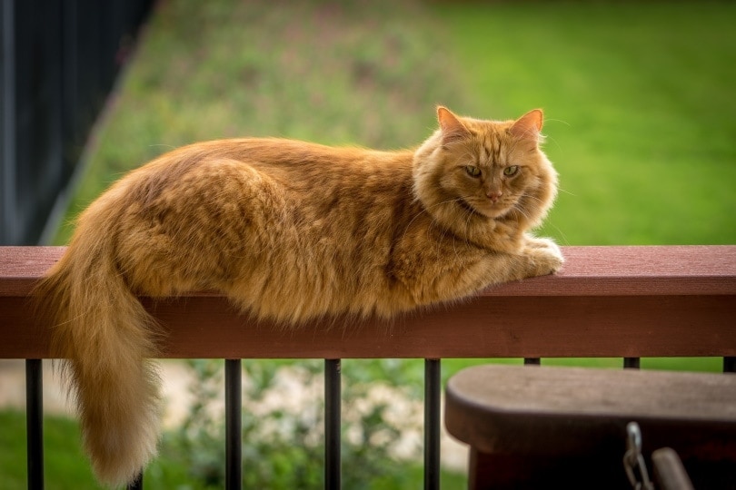 orange maine coon lying_Piqsels