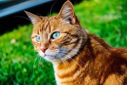are orange tabby cats more aggressive