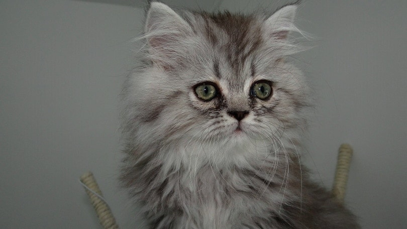 Teacup Persian Cats: Think Twice Before You Bring One Home | Hepper
