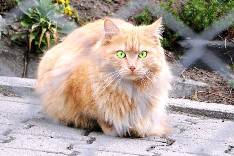 Gato rojizo peludo de ojos verdes.